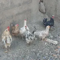 مرغ