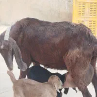 بزپاکستانی 3قلوزا