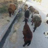 فروشی و معاوضه