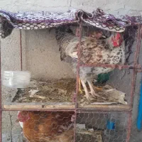 خروس و مرغ