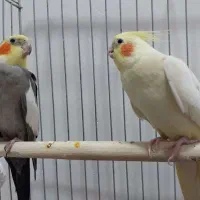 فروش دو عروس هلندی نر و ماده بالغ و تخم گذار
