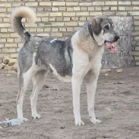 واگذاری سگ ماده پژدر ۱۹ ماهه