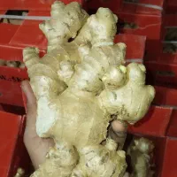 زنجبیل چینی فوق سوپر