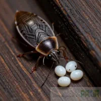 سمپاشی تخصصی ساس بدون بازگشت سم پاشی٪