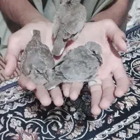 شاتو فروشی اماده دستی کردن