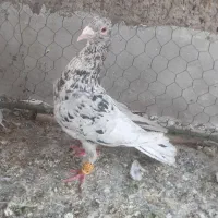 کبوتر هفرنگ