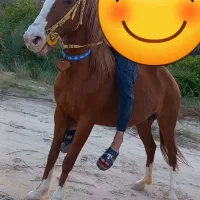 اسب مادیون چاپار