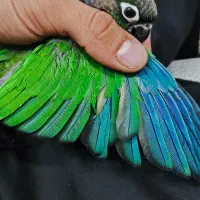 جوجه گرینچیک