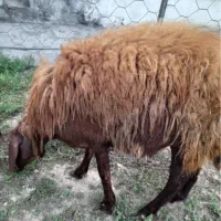 گوسفند افشار