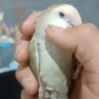 کوتوله گمشده