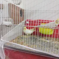 جوجه عروس هلندی لوتینو نرمه خور