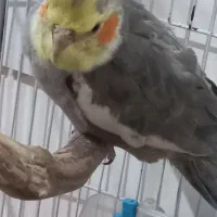 عروس هلندی نر وماده