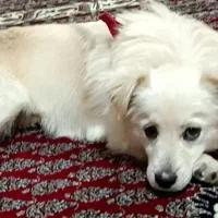 سگ اشپیتز|سگ|دورود, |دیوار