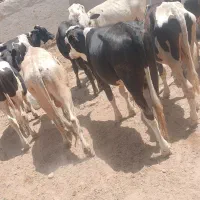 گوساله