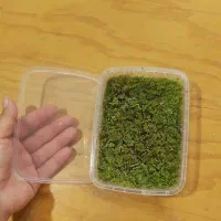 گیاه آبزی آزولا