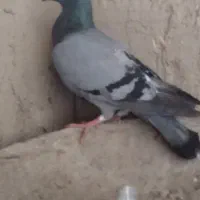 سبز رفته تاخت نیومده