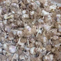 سیر محلی تند تند