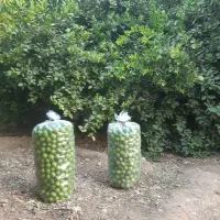 لیمو ترش