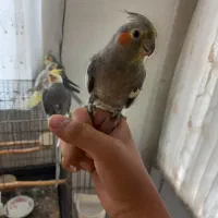 چهار عدد عروس هلندی