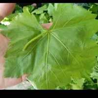 برگ مو تازه