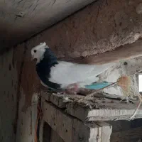 کبوتر طوقی