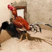 لاری فروشی