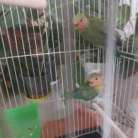 جوجه کوتوله