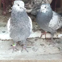 کبوتر کاشی اَصیل جوجه تازه از دَهن اُفتاده