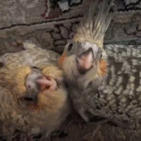 جوجه عروس هلندی