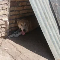 سگس