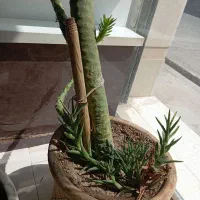 گیاه کاکتوس و ..