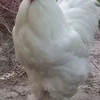 خروس برهما نایاب