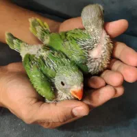 جوجه ملنگو