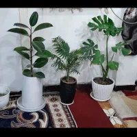 همخونه-میخام