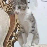 واگذاری بچه گربه