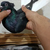 دو عدد نر دم سفید