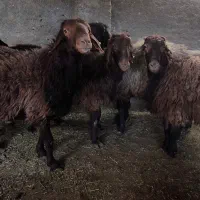 بره نر