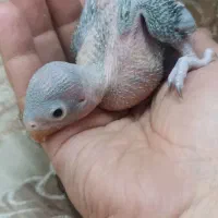 دوتا جوجه ملنگو