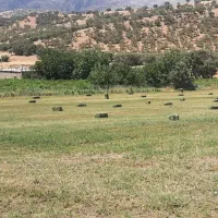 یونجه