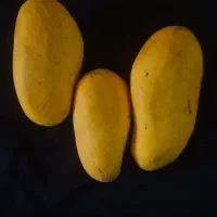 انبه|گل و گیاه طبیعی|کرمان, |دیوار