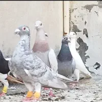 دسته کفتر