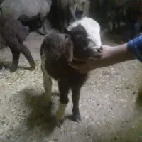 بره شیری