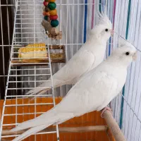 عروس هلندی آلبینو مولد و تخم گذار