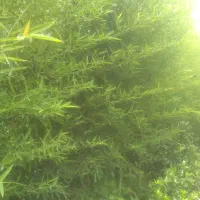 نی خیزران و یاس هلندی