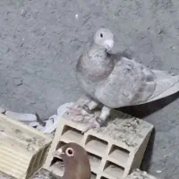 کفتر|پرنده|زاهدان, |دیوار