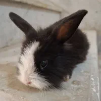 بچه خرگوش
