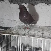 کفتر سرخ|پرنده|خان ببین, |دیوار