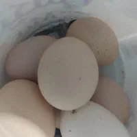تخم مرغ محلی