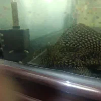 گربه ماهی لجن خوار کف خوار اسپورت