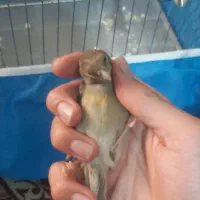 قناری ماده آماده
